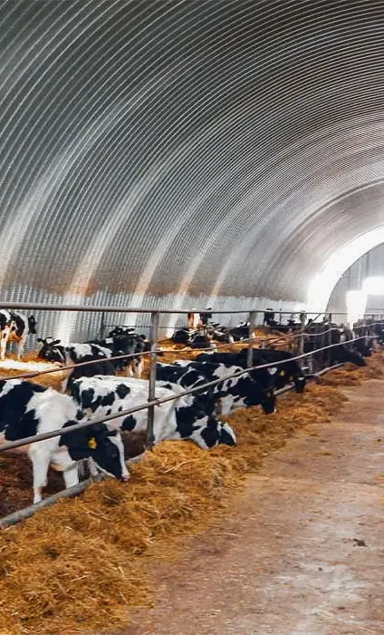 Fermă de vaci în interiorul unui hangar metalic semirotund